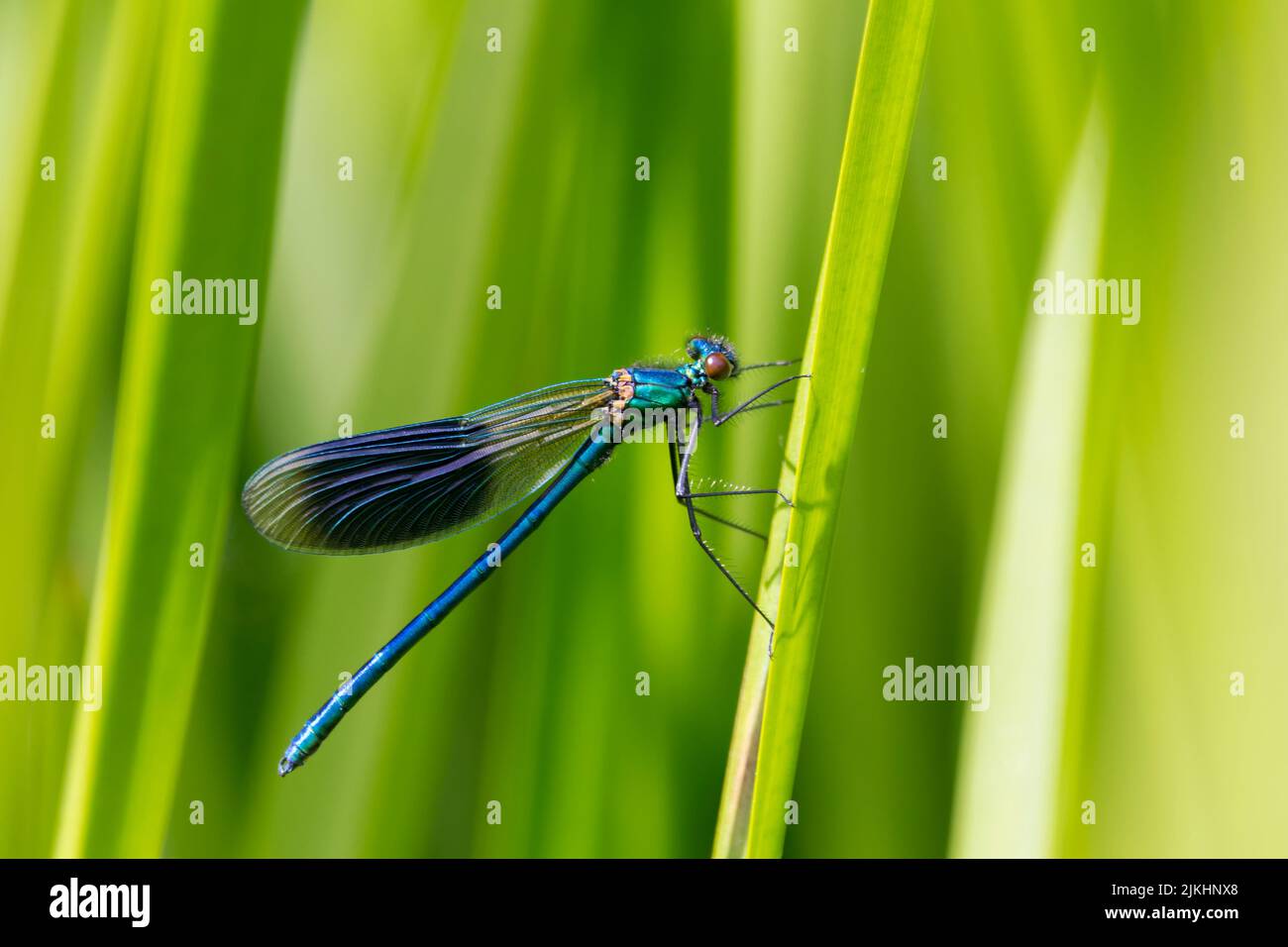 Banded demoiselle (calopteryx splendens) male damselfly with dark blue thumbprint shape on wings, metalic blue green body and small wide apart eyes Stock Photo