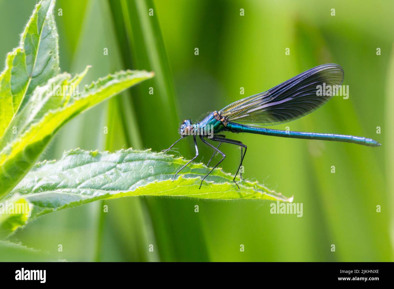 Banded demoiselle (calopteryx splendens) male damselfly with dark blue thumbprint shape on wings, metalic blue green body and small wide apart eyes Stock Photo