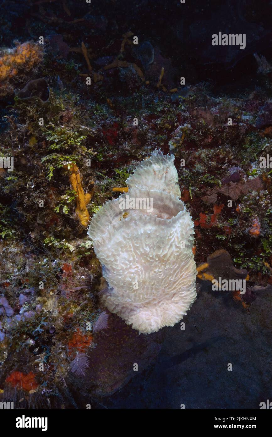 Beautiful Sponges in Cozumel Stock Photo