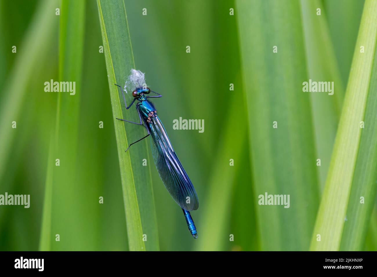 Banded demoiselle (calopteryx splendens) male damselfly with dark blue thumbprint shape on wings, metalic blue green body and small wide apart eyes Stock Photo