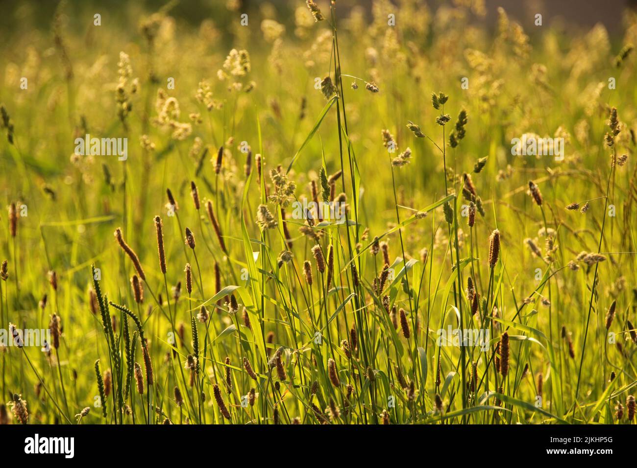 Tall grass fields hi-res stock photography and images - Alamy