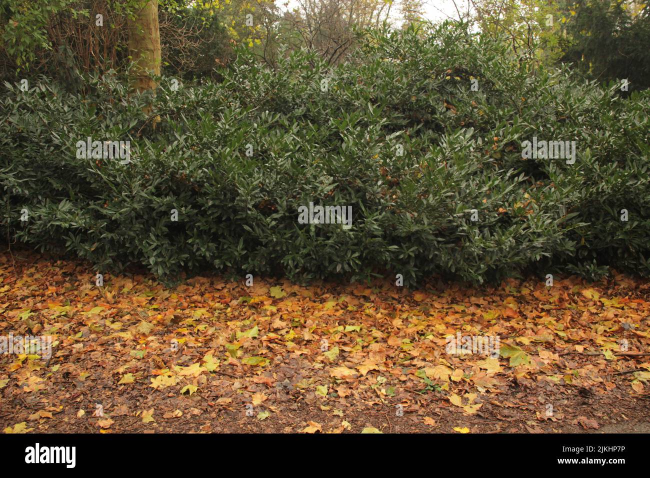 The green Shibataea shrubs and yellow fallen leaves Stock Photo Alamy