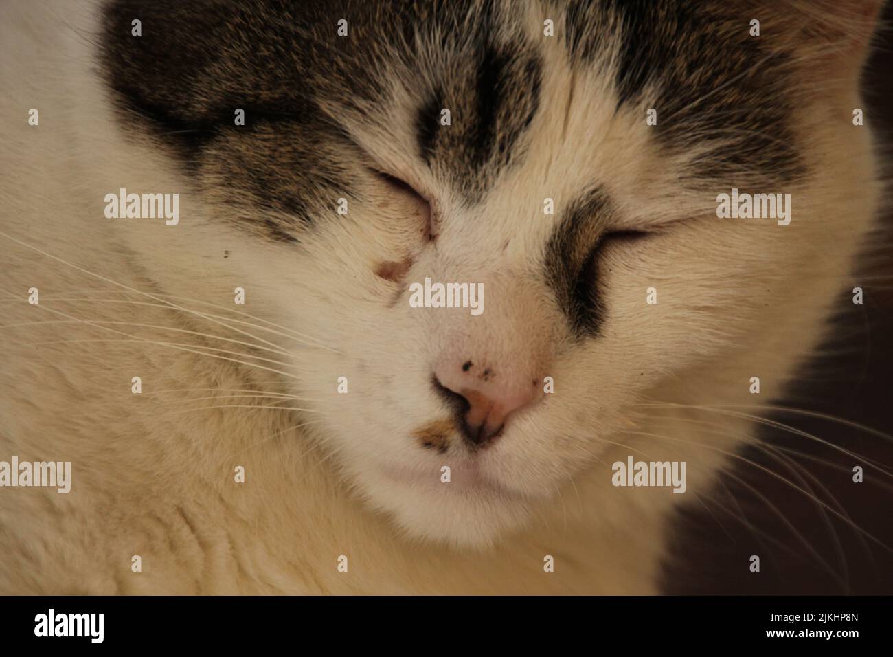 A portrait of a sleeping cat , white with black spots Stock Photo