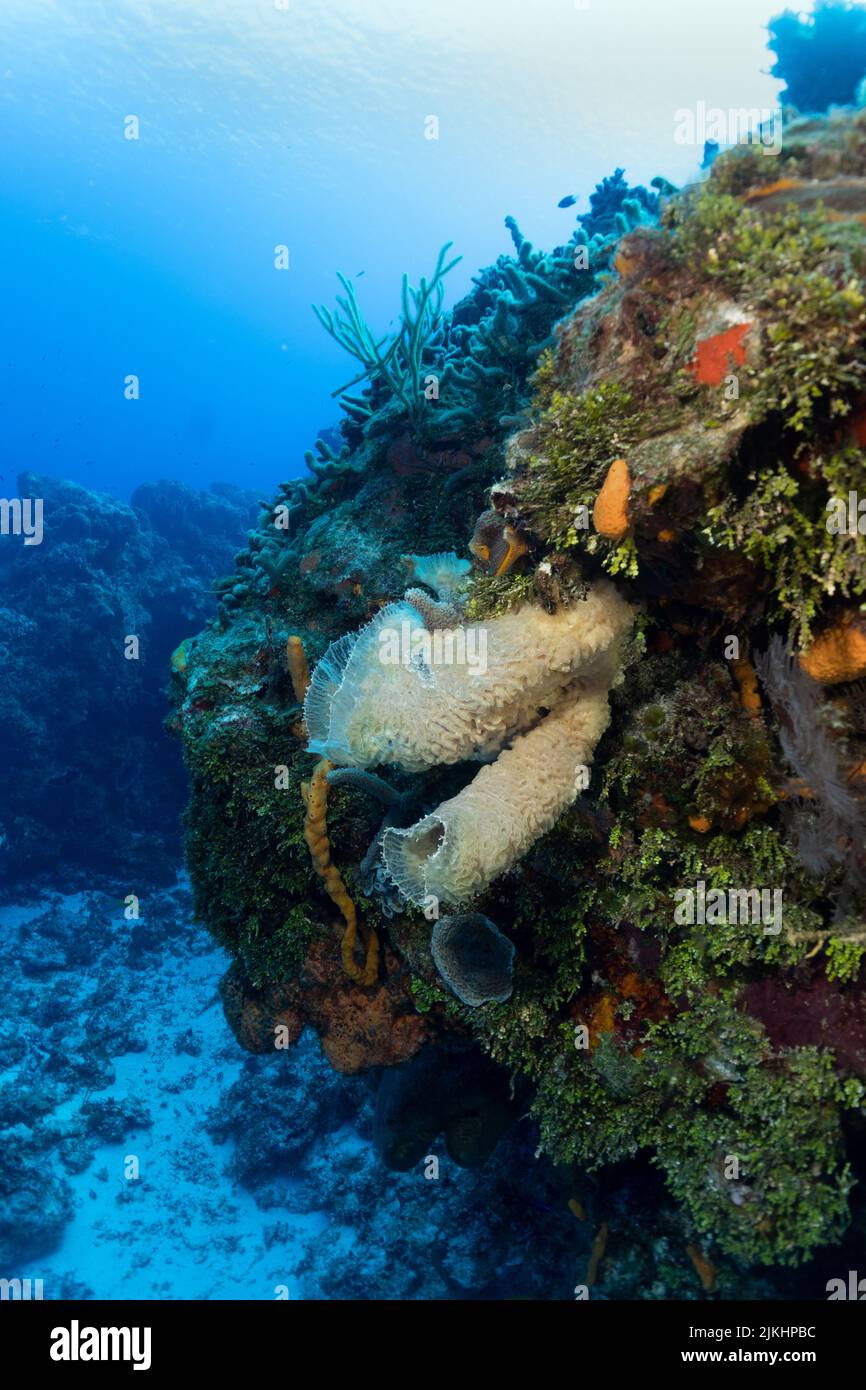 Beautiful Cozumel Reef Scene with Sponges, Gargonians, Coral, fish, etc. Stock Photo