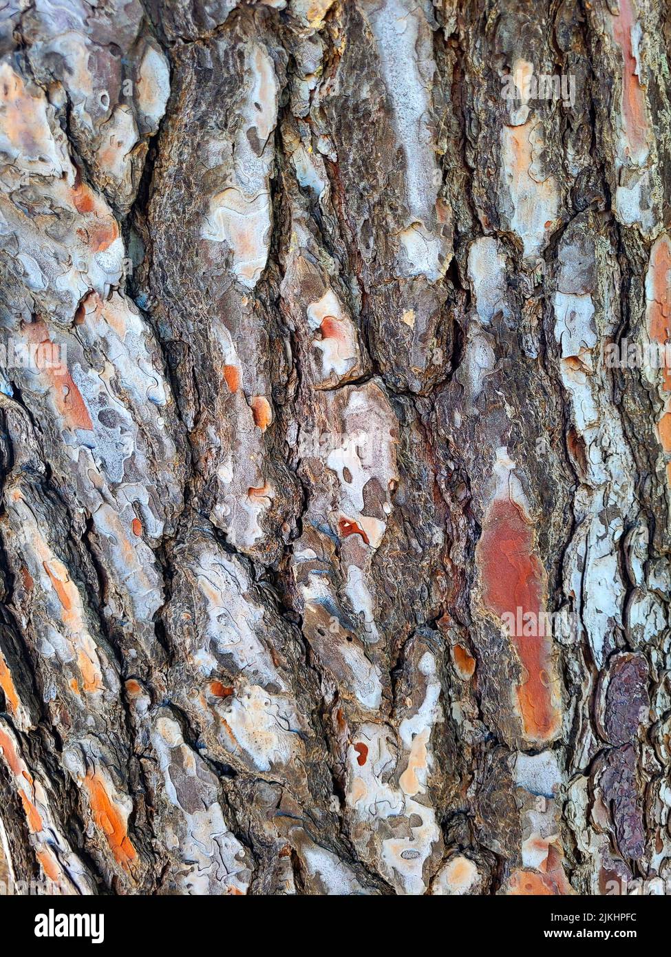 Pine tree trunk, Mallorca, Balearic Islands, Spain Stock Photo