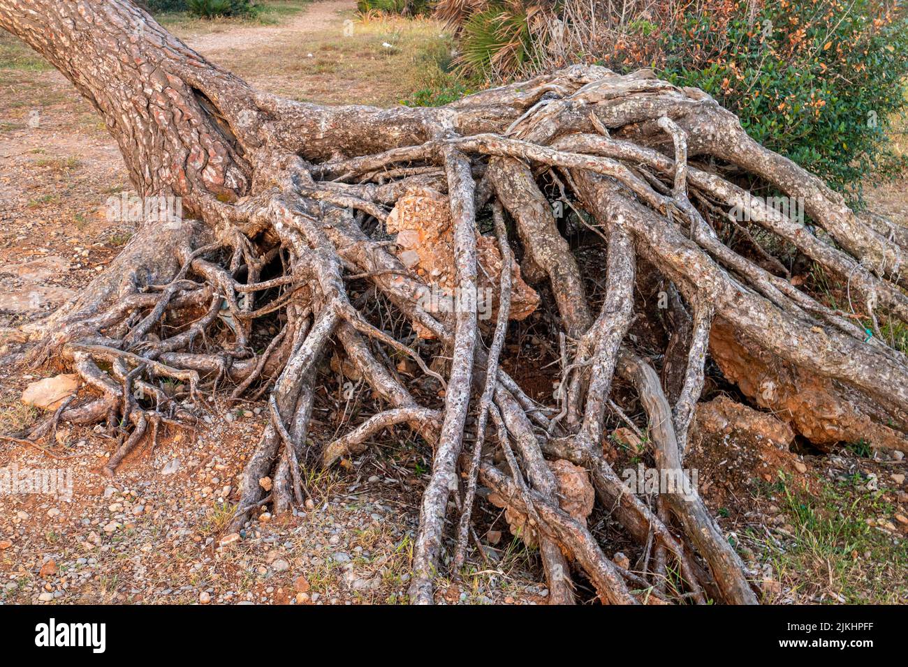 Aerial root of a pine tree near Alcudia, Mallorca, Balearic Islands, Spain Stock Photo
