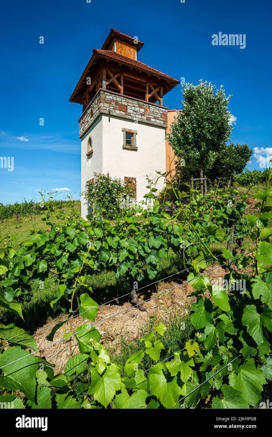 Tower in the vineyard near Saulheim, winery Heinz-Willi Dechent, multi-story tower with viewing platform and lateral spiral staircase, one of the most beautiful vineyard buildings in Rheinhessen, Stock Photo