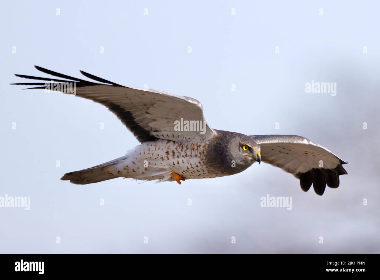 A selective focus shot of a fierce Red kite bird flying through the cloudy sky Stock Photo