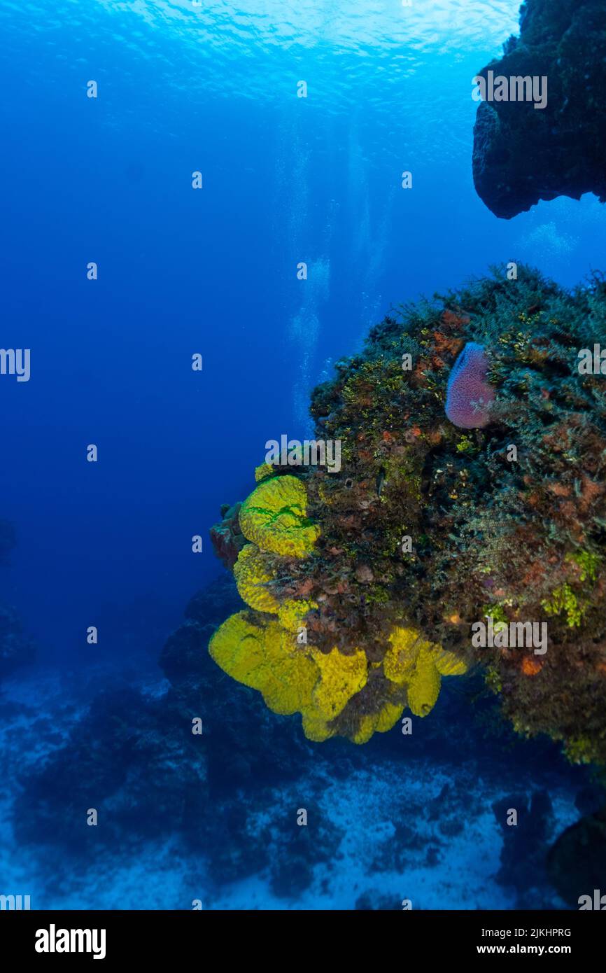 Beautiful Cozumel Reef Scene with Sponges, Gargonians, Coral, fish, etc. Stock Photo