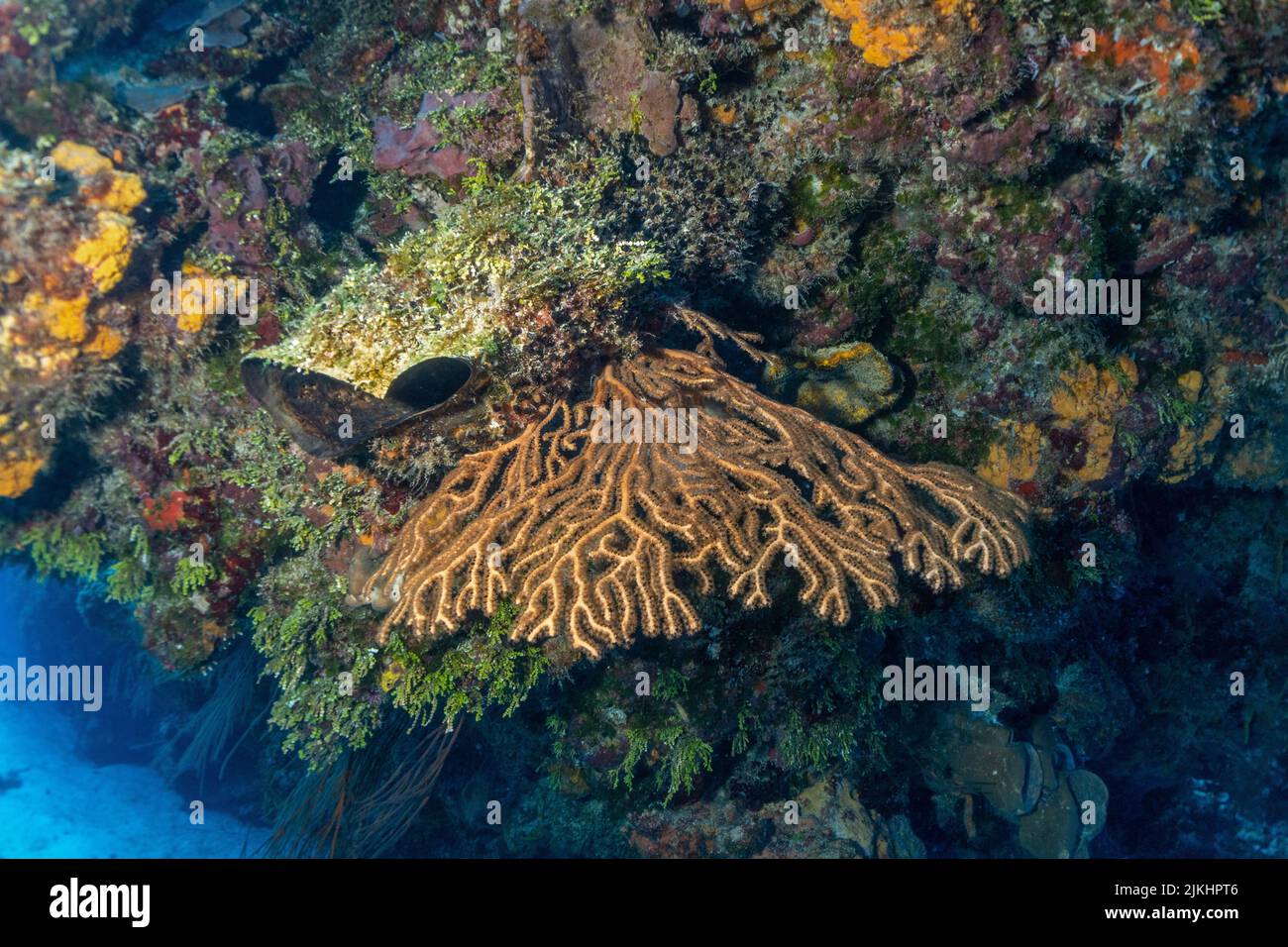 Beautiful Cozumel Reef Scene with Sponges, Gargonians, Coral, fish, etc. Stock Photo