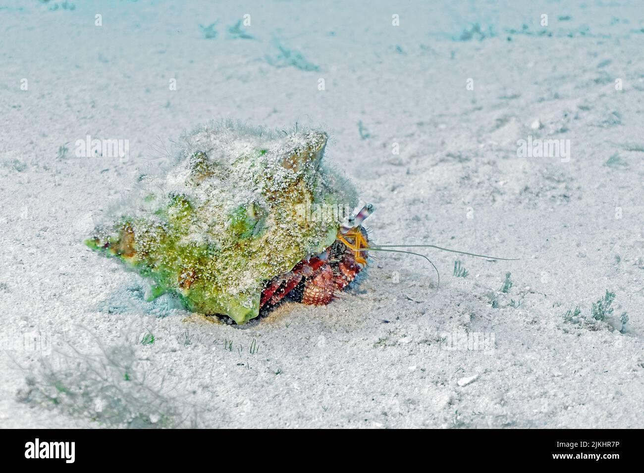 Caribbean crab underwater hi-res stock photography and images - Alamy