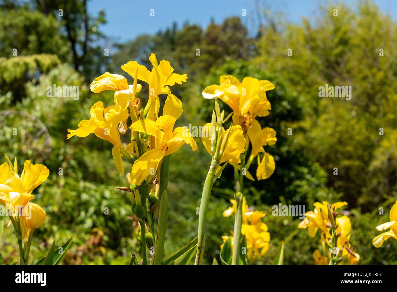 Beautiful yellow Canna flower in New Zealand's wilderness Stock Photo