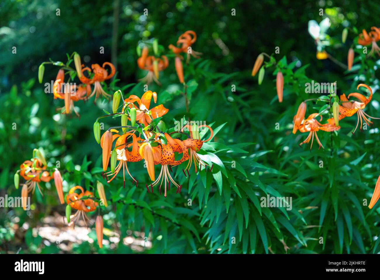 Colourful flowers at the botanic garden of Auckland in New Zealand