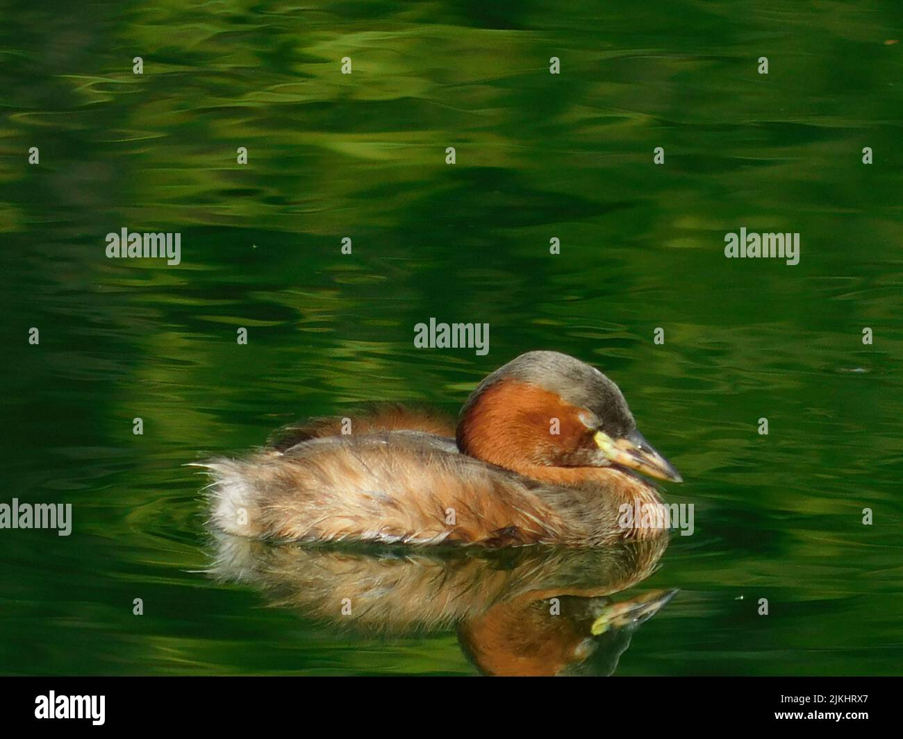 A close up of  little grebe (Tachybaptus ruficollis) in a green colored water Stock Photo