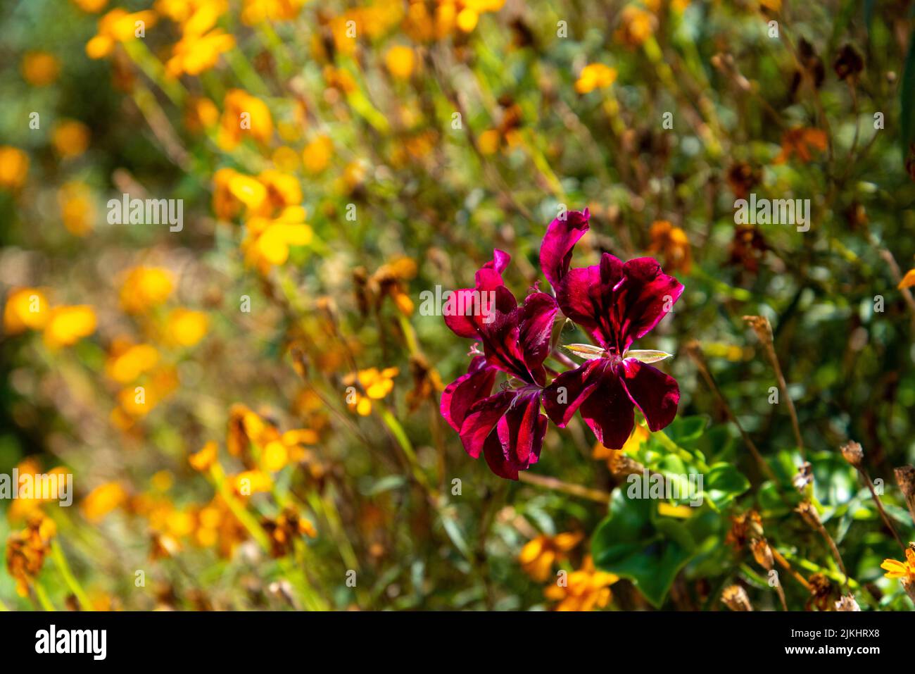 Colourful flowers at the botanic garden of Auckland in New Zealand