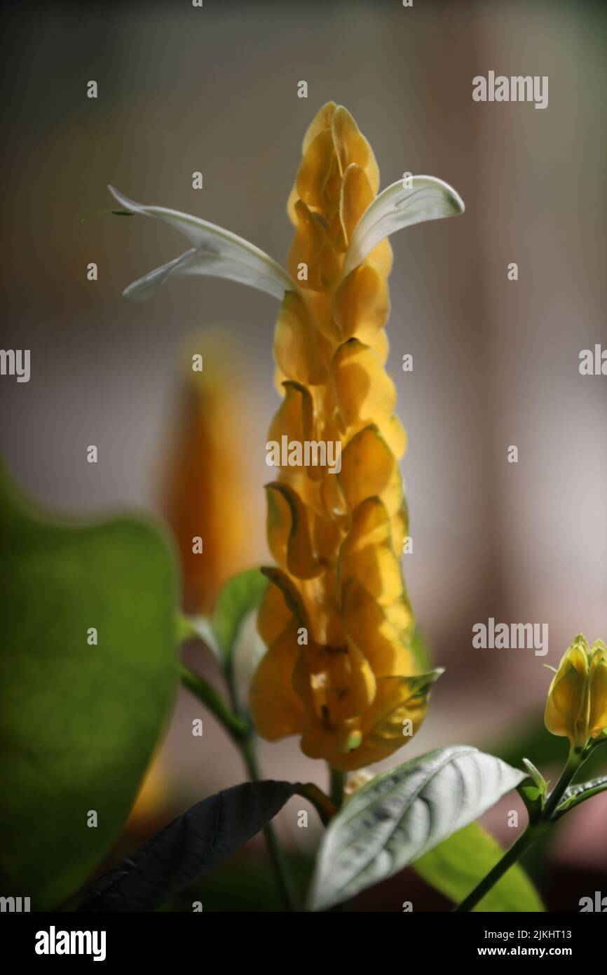 A vertical close up shot of Pachystachys lutea -golden shrimp plant Stock Photo
