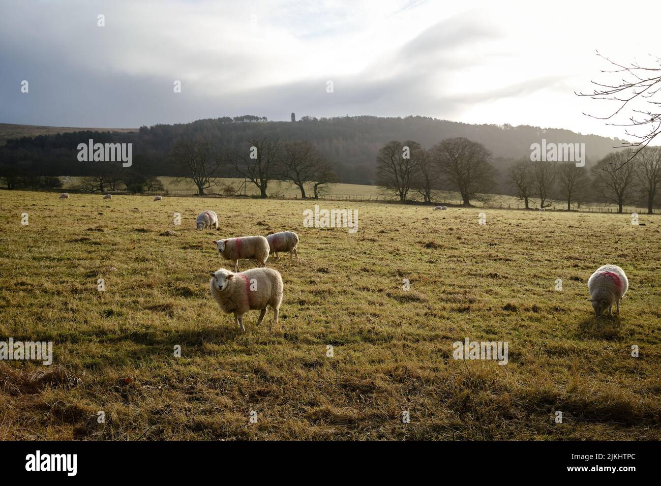 A herd of sheep grazing the grass in a lush field in Rivington, England ...