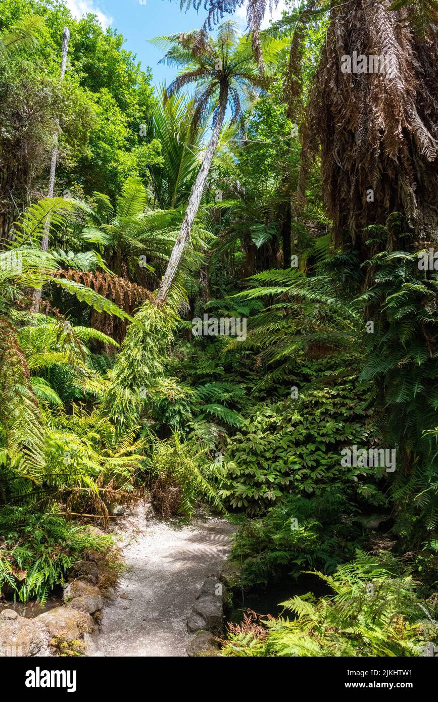 Beautiful plants at the Domain Wintergardens in Auckland, New Zealand ...