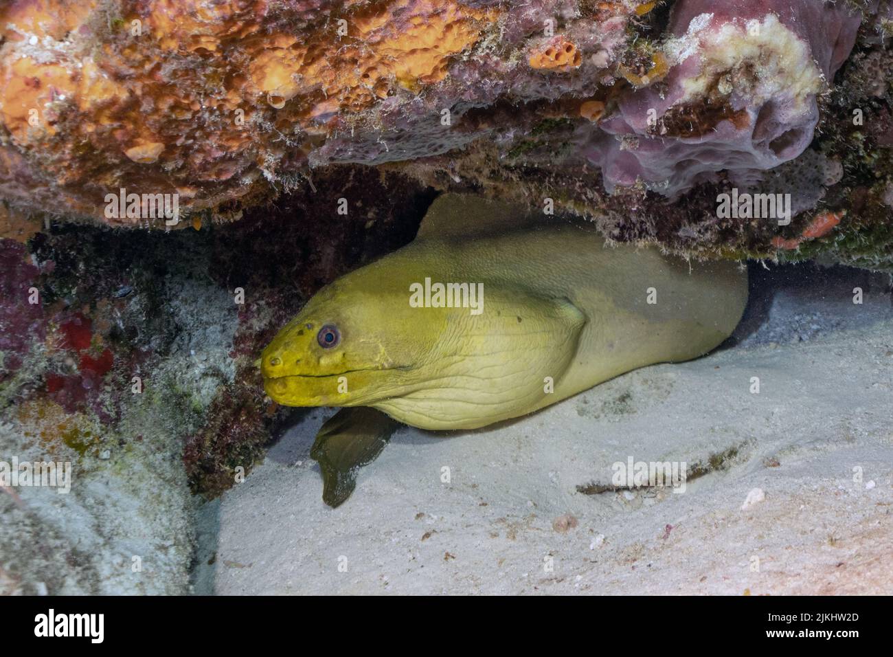 Green Moray Stock Photo