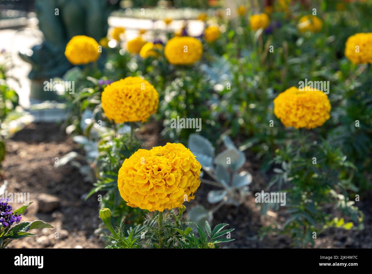 Colorful flowers in the botanic garden of Christchurch, South Island of New Zealand Stock Photo