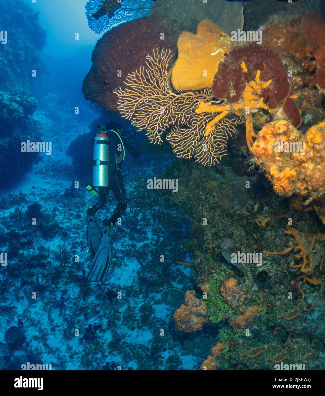 Beautiful Cozumel Reef Scene with Sponges, Gargonians, Coral, fish, etc. Stock Photo