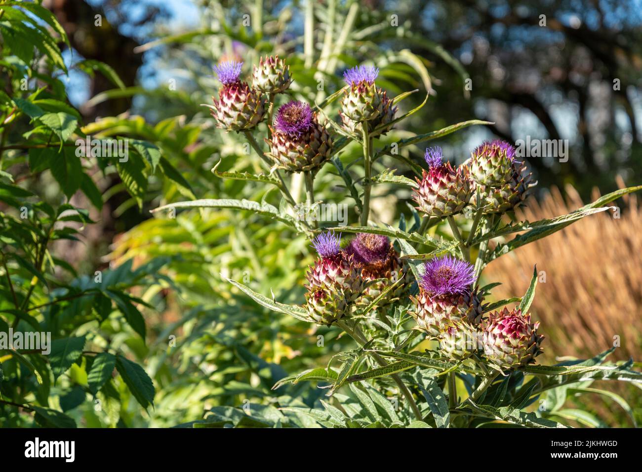 Colorful flowers in the botanic garden of Christchurch, South Island of