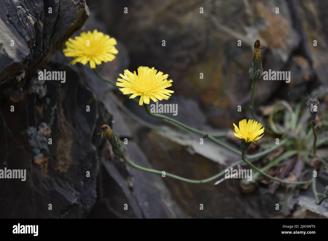 Three Yellow Daisies on Long Horizontal Stems, Growing Out of a Coastal Rock Crevice, Against a Rock Background, on the Isle of Man, UK in June Stock Photo
