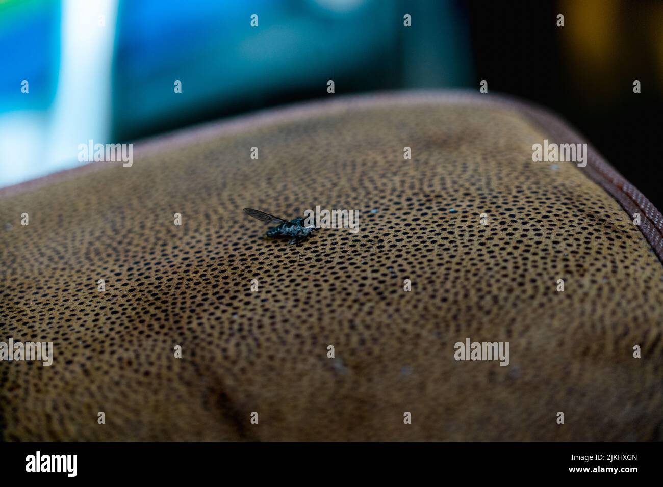 A closeup of a blue mite sitting on a leather surface of a sofa or a carpet Stock Photo