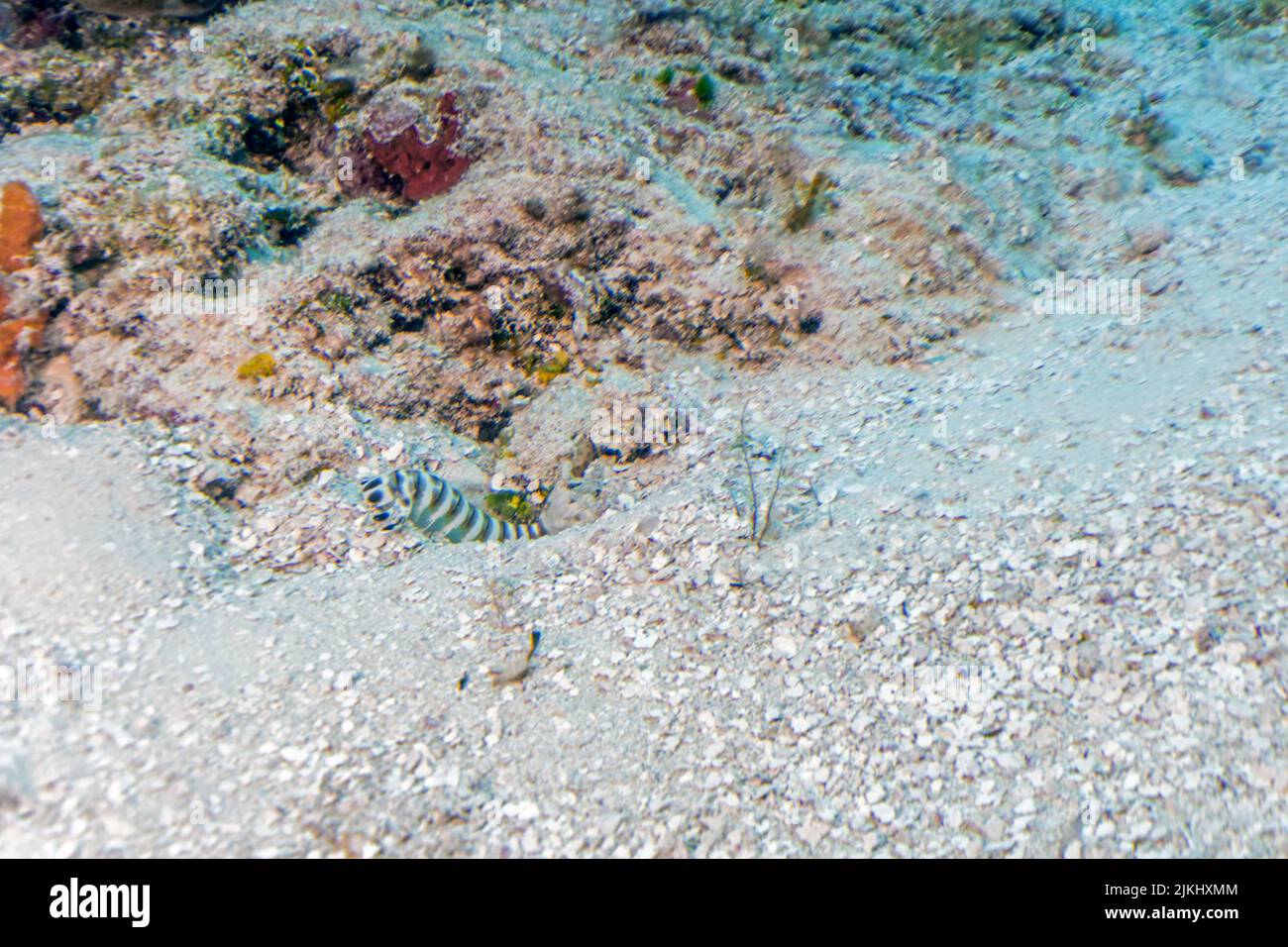 Mantis Shrimp Stock Photo