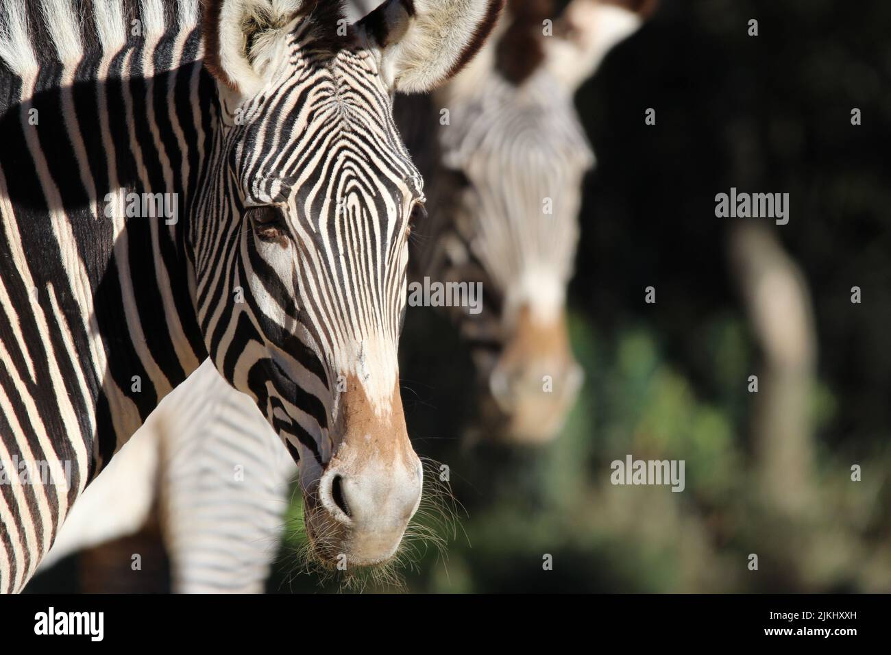 A closeup of two zebras looking together in the same direction to the right. Selected focus. Stock Photo