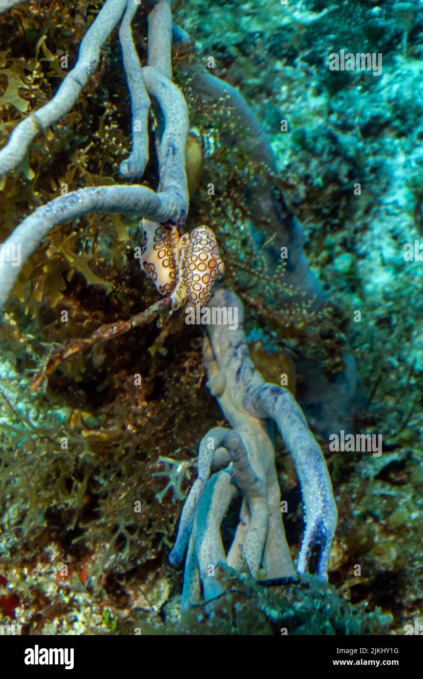 Flamingo Tongue Stock Photo