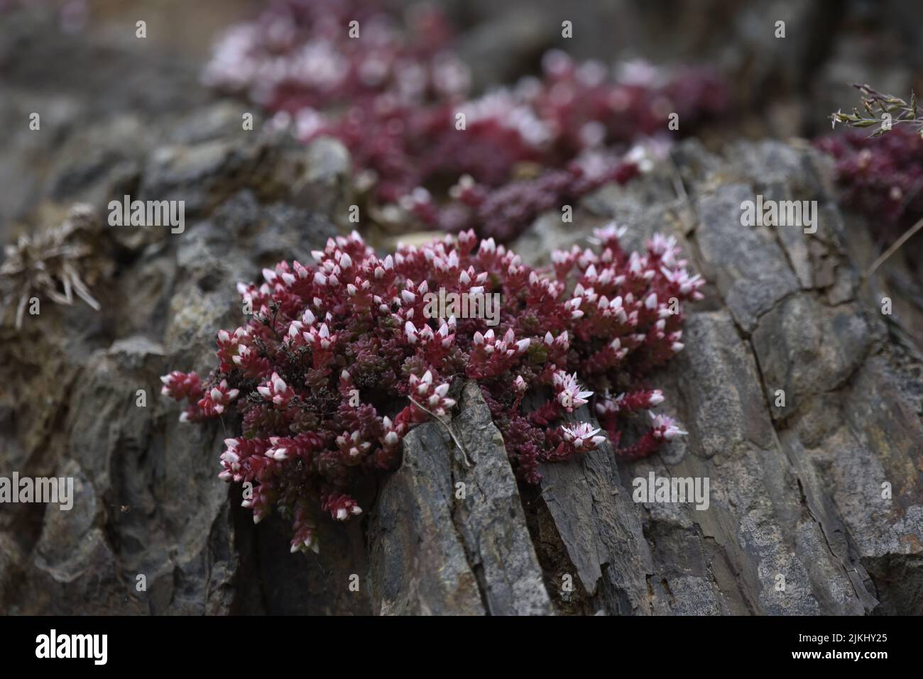 Clusters of Pink Flowering English Stonecrop (Sedum anglicum) Growing on Coastal Rocks in Foreground and Background of Image, on the Isle of Man, UK Stock Photo