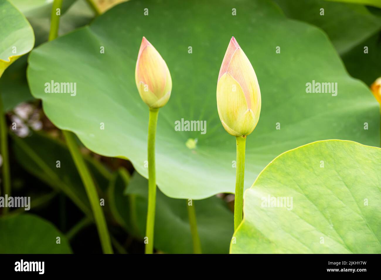 An image of a beautiful lotus flower blossom in the garden pond Stock Photo