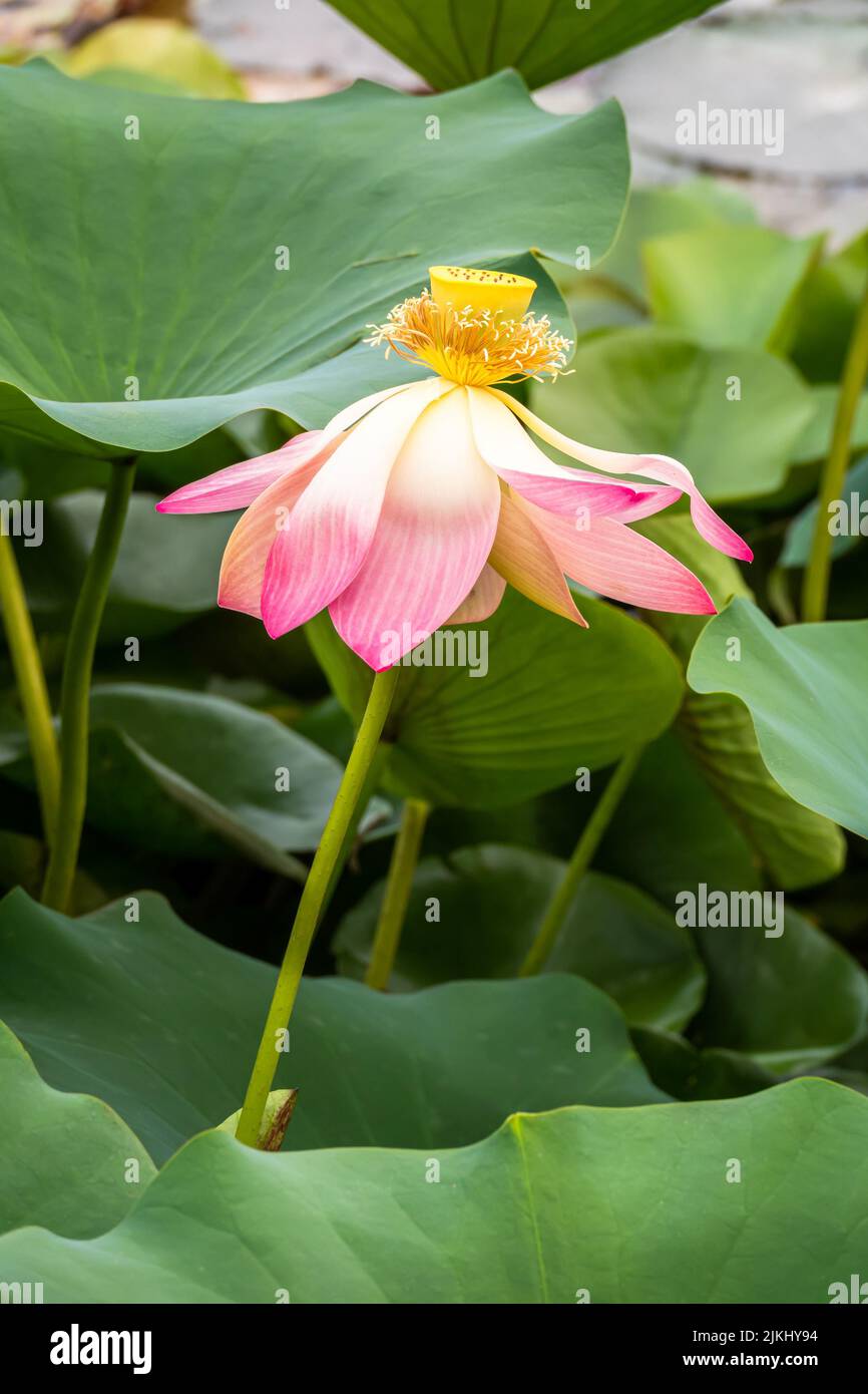 An image of a beautiful lotus flower blossom in the garden pond Stock Photo