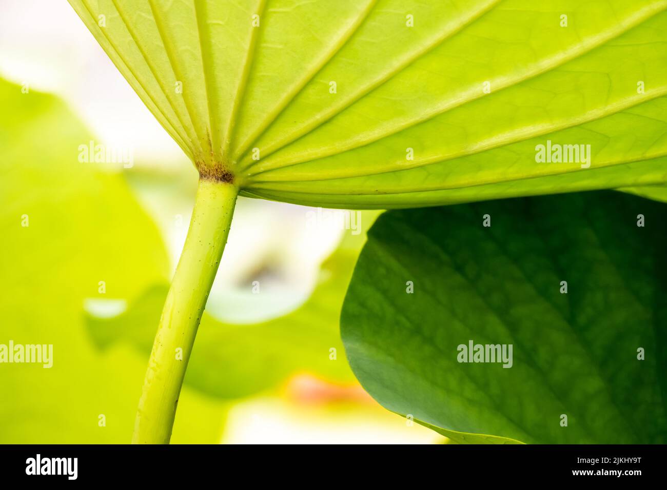 An image of a beautiful lotus flower leaf in the garden pond Stock Photo
