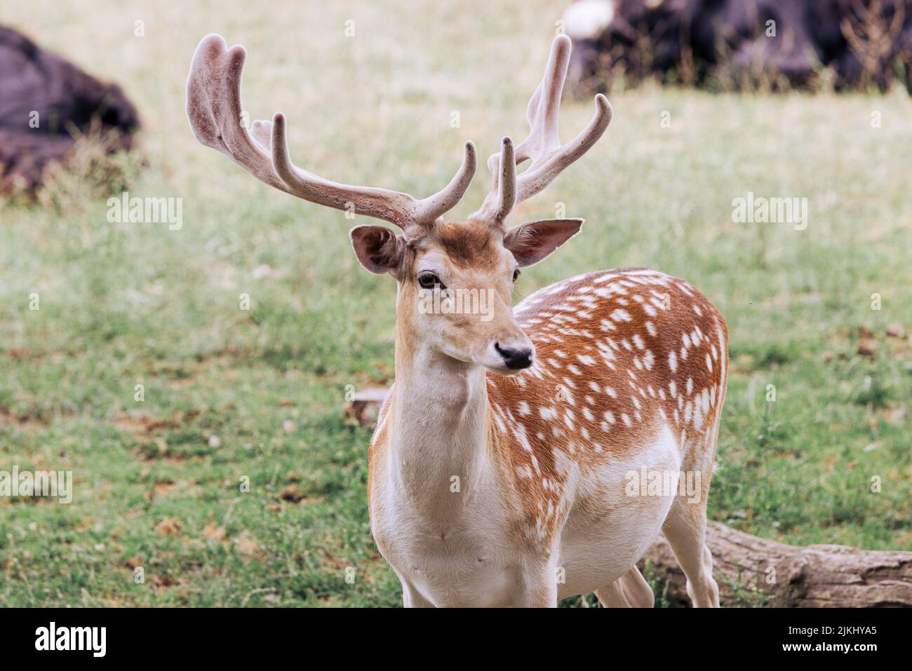 Beautiful Spotted Deer with Velvet Antlers at Lake Tobias National Park Stock Photo