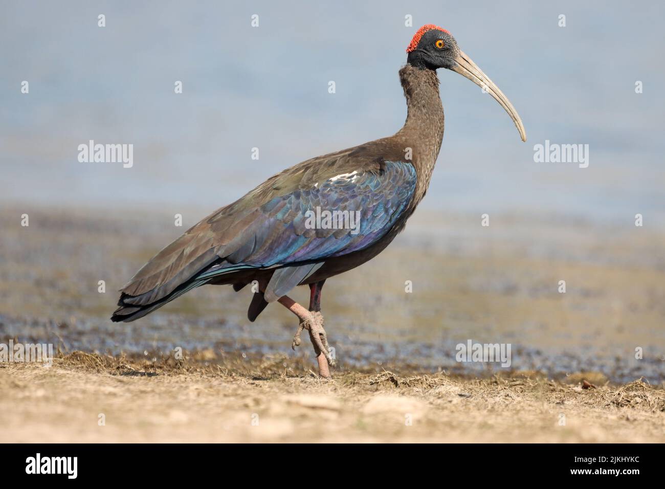 A glossy ibis bird perched on a lake shore Stock Photo