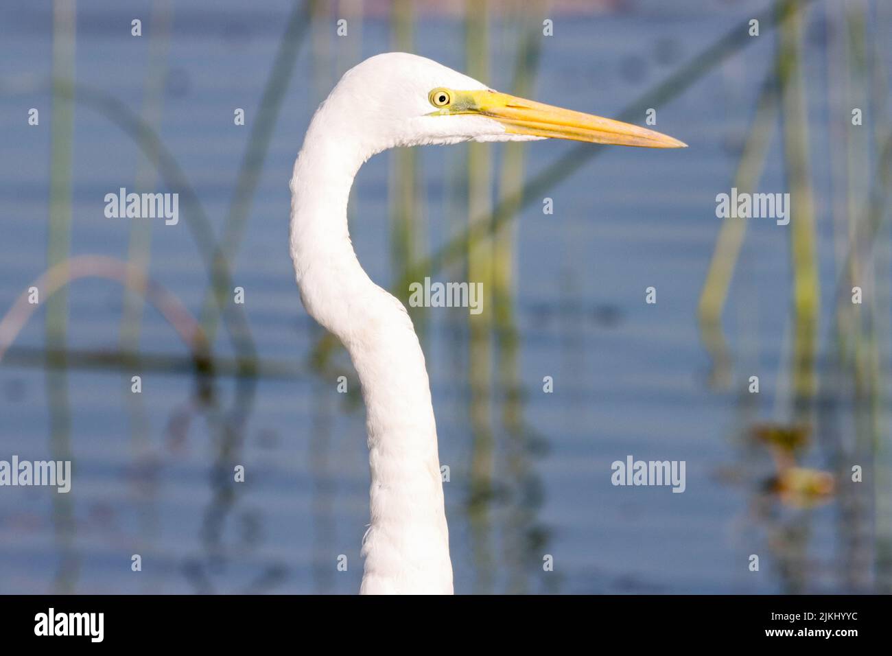 a portrait of white swan Stock Photo Alamy