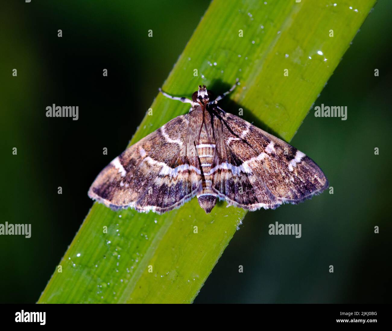 A closeup shot of a snout moth on a grass blade Stock Photo