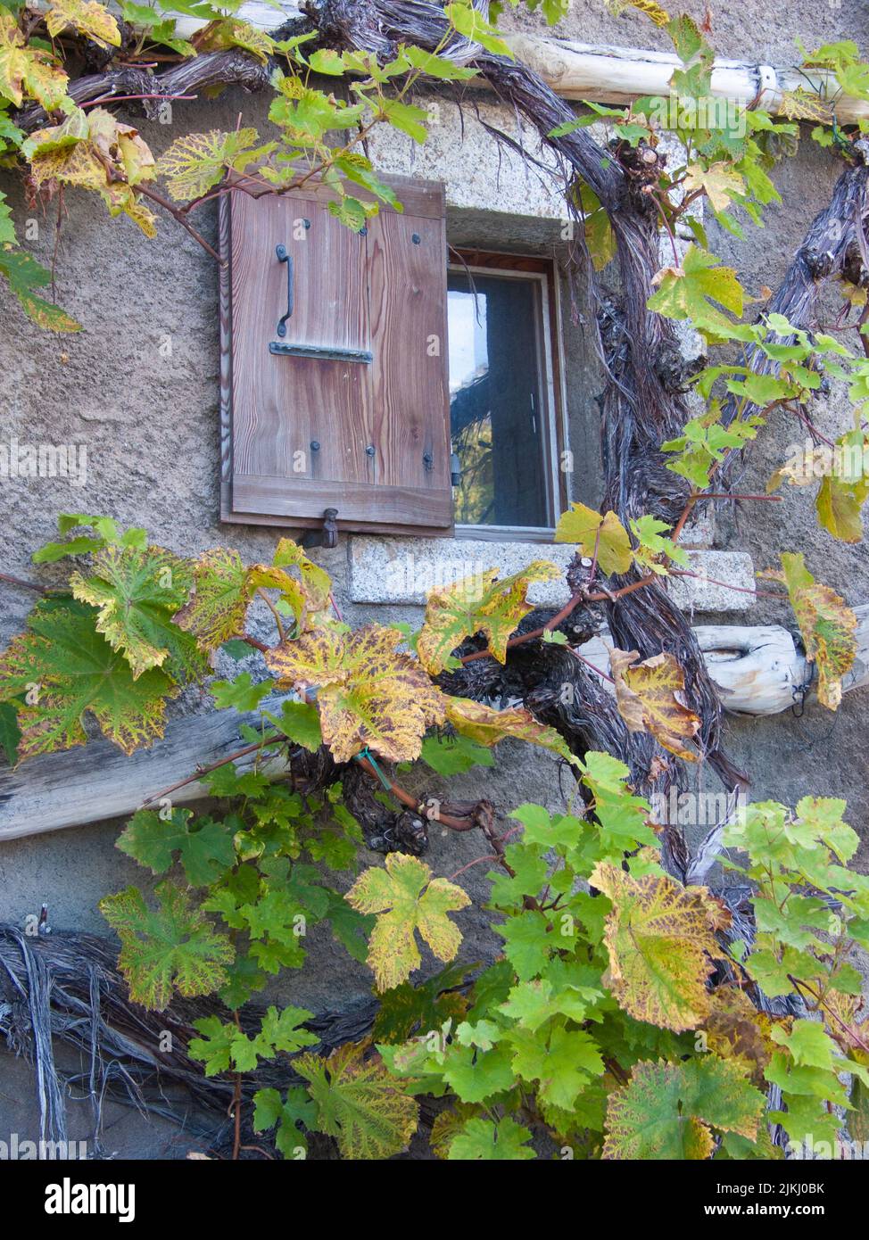 Vine on house hires stock photography and images Alamy