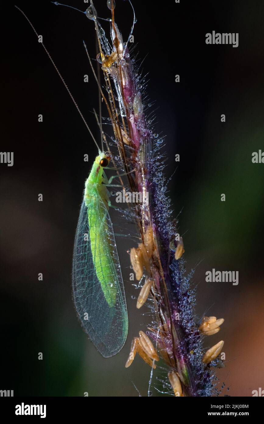 Vertical Insects Vertical insect hi-res stock photography and images - Alamy