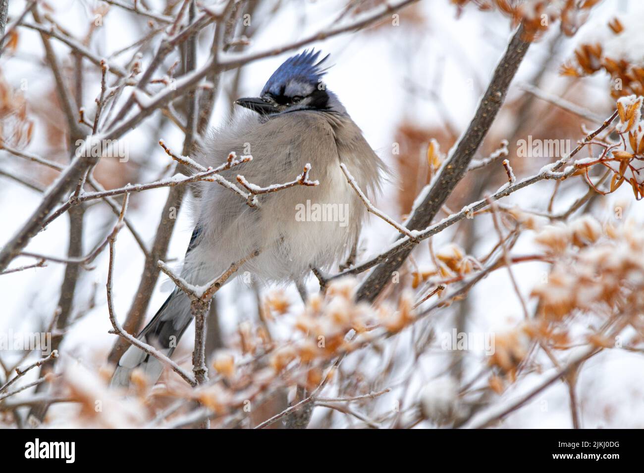A closeup shot of a Puffed Up Blue Jay on a tree branch Stock Photo