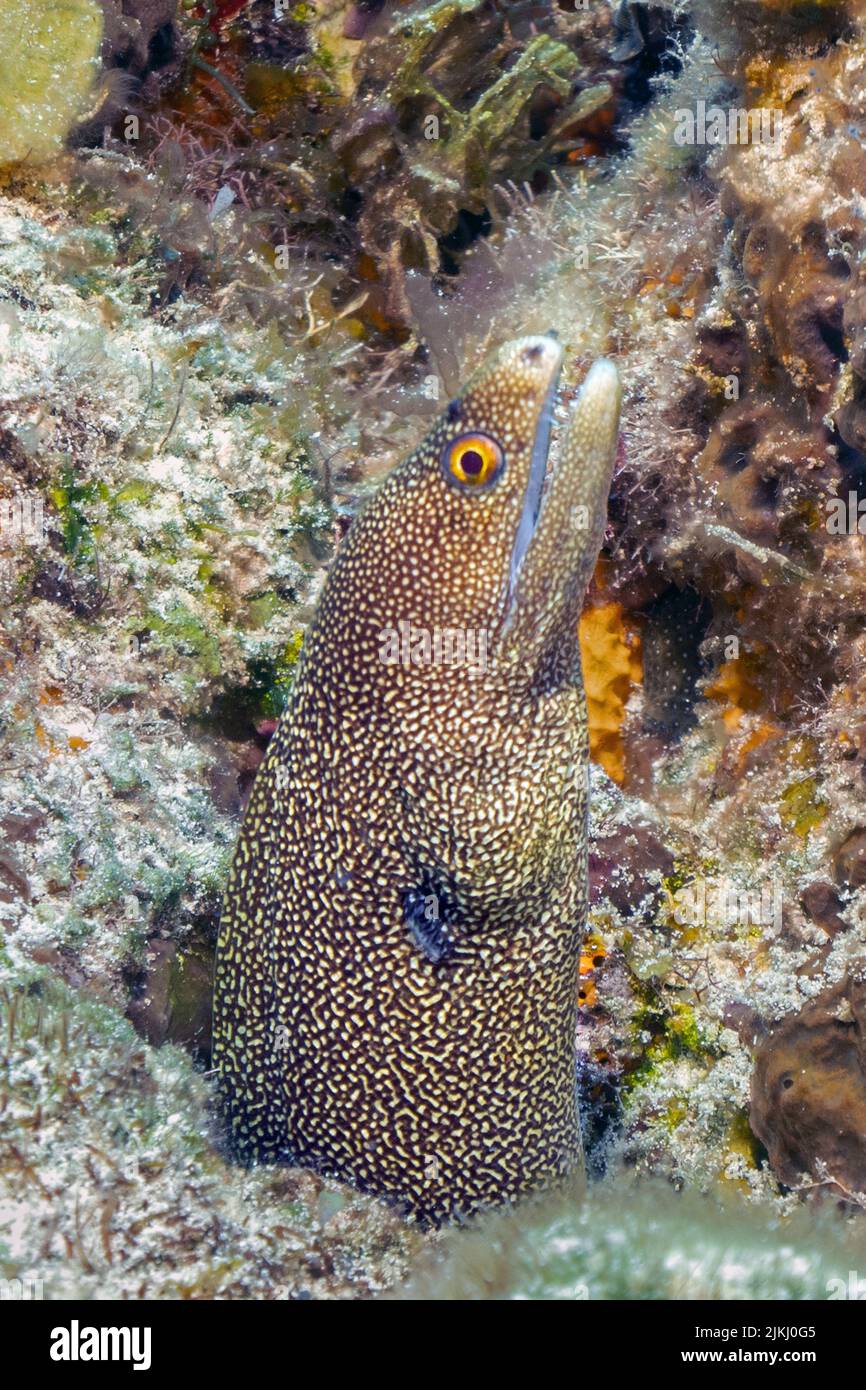 Yellowtail Moray Stock Photo