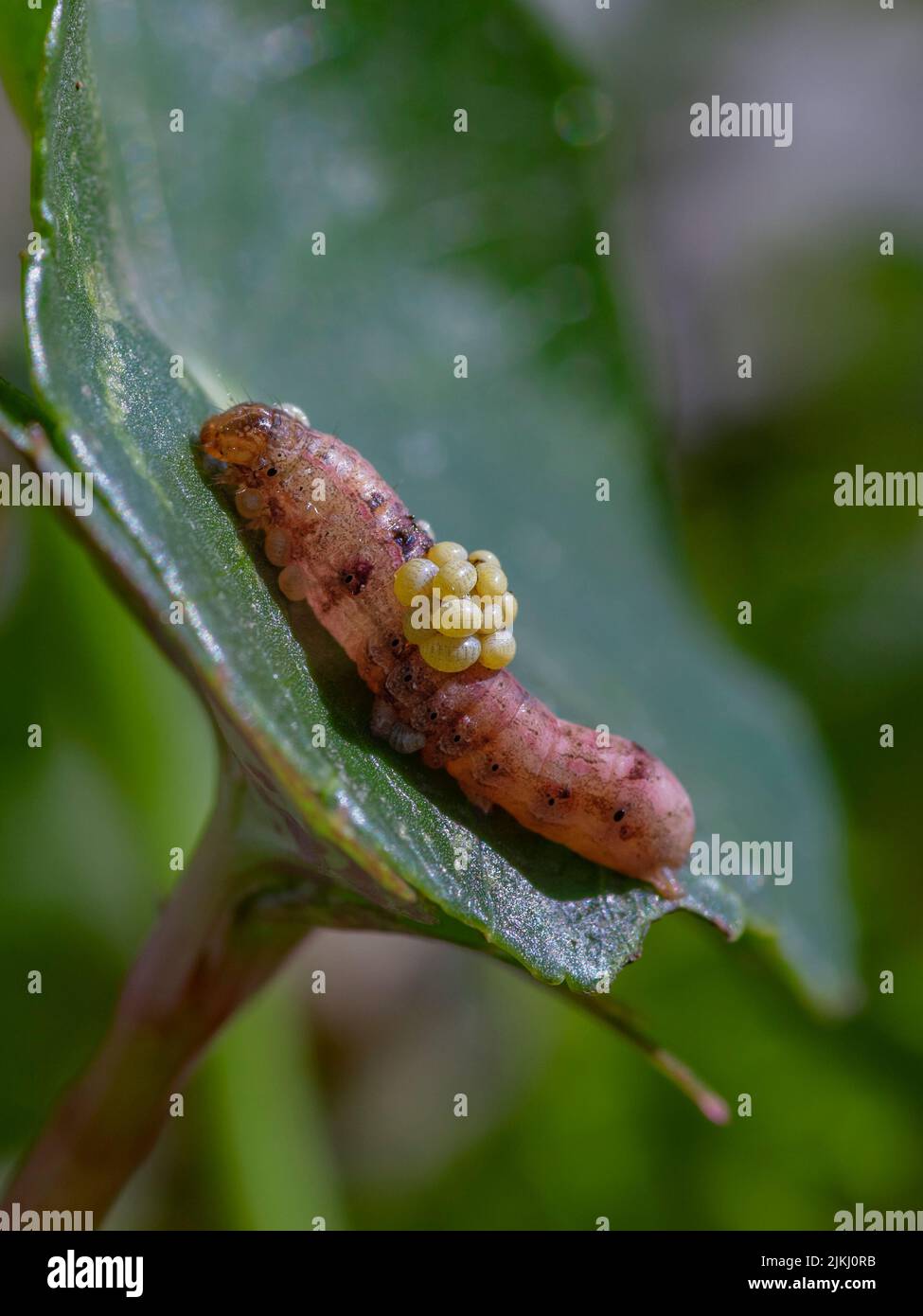 Wasp larvae caterpillar hi-res stock photography and images - Alamy