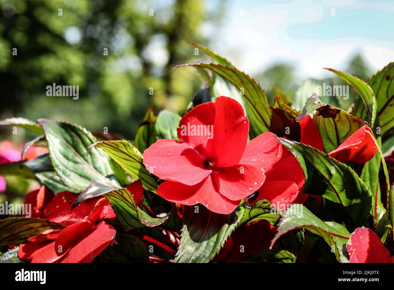 A closeup shot of blooming Balsaminaceae flowers Stock Photo