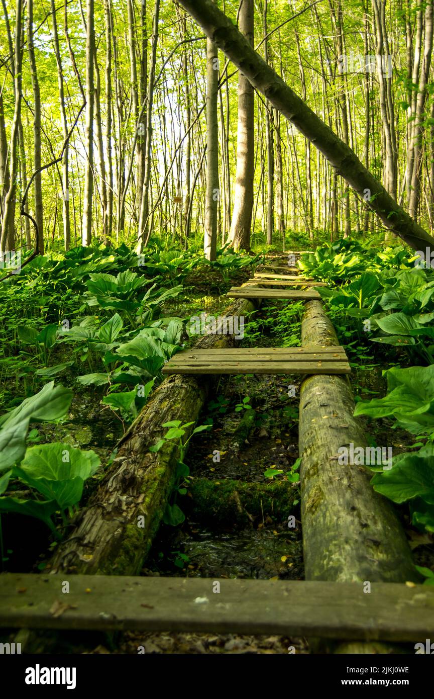 abandoned bridge in a summer woods, bridge spans a marshy area. Bridge is missing a lot of the cross boards Stock Photo