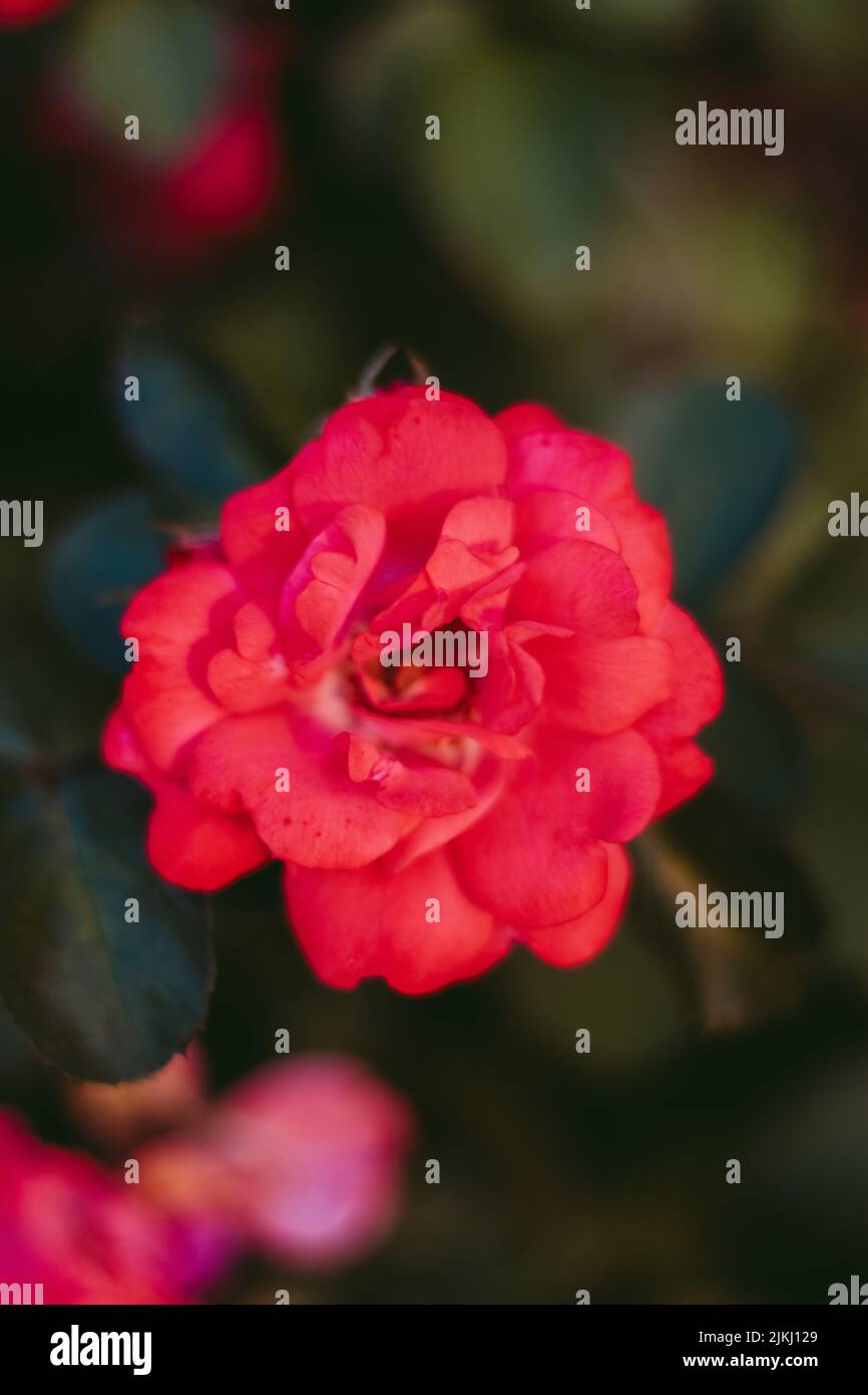 A shallow focus shot of a blossom red Japanese camellia with blurred green background Stock Photo