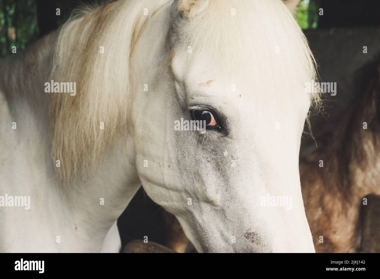 A closeup shot portrait of an American Quarter Horse head in the garden