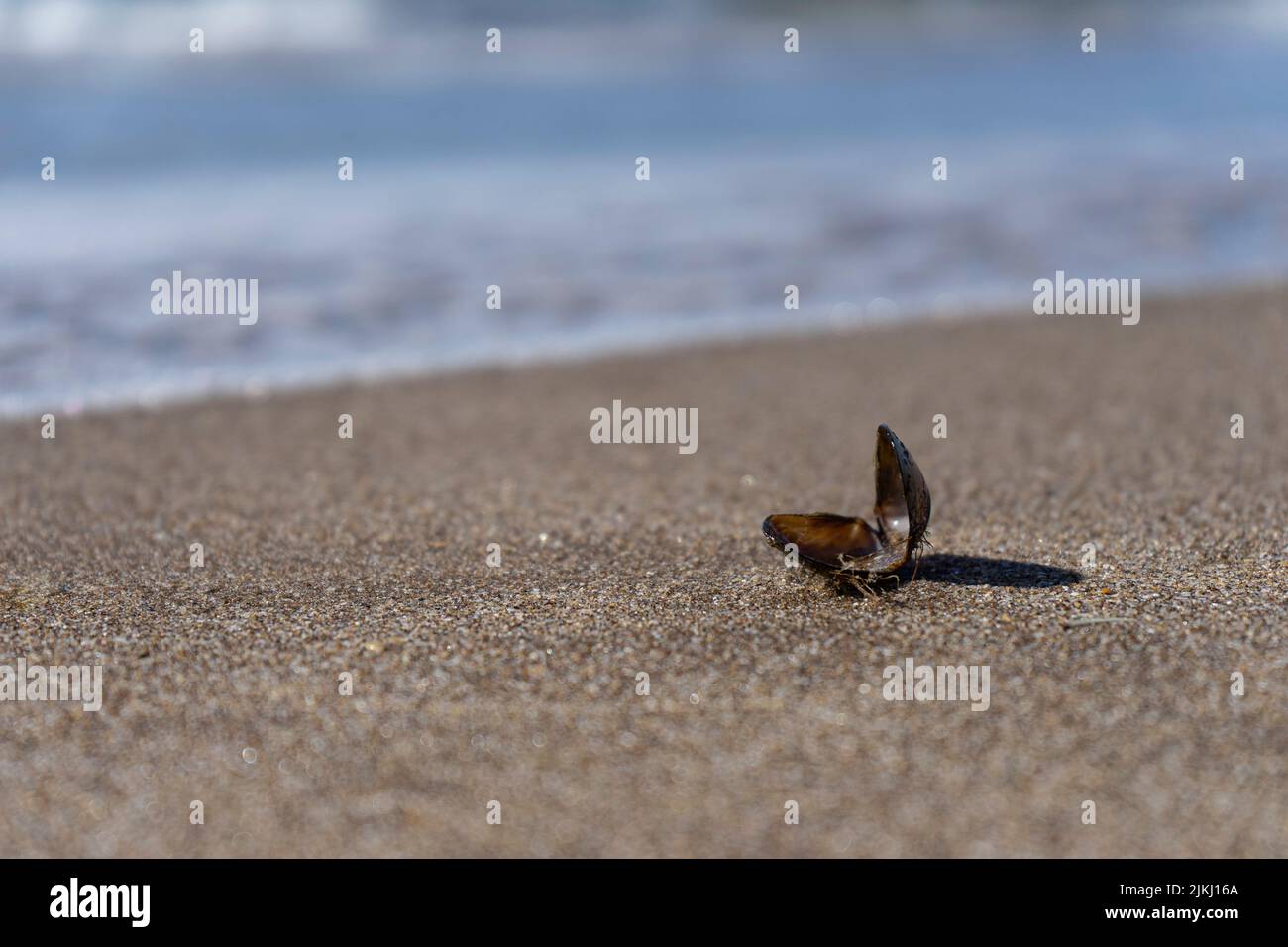 A shallow focus shot of a Small open clam on the sand at the beach with blurred water on a sunny day Stock Photo