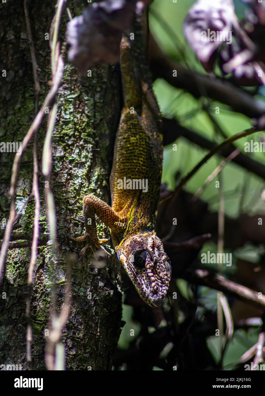 A vertical closeup of a lizard on a tree trunk Stock Photo